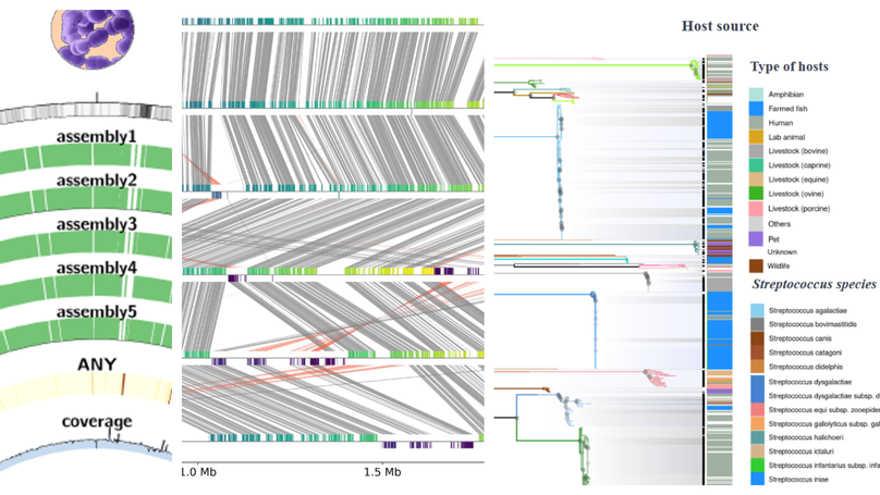 Comparative Genomics and Reverse Vaccinology of Streptococcus iniae: Blueprints for Affordable Aquaculture Vaccines